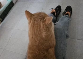 Zutrauliche Katze genießt Streicheleinheiten in der Katzenpension Extertal