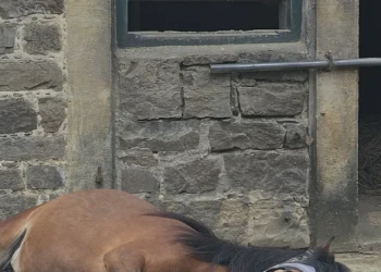 Entspanntes Pferd ruht vor dem Stallgebäude der Pferdepension Extertal