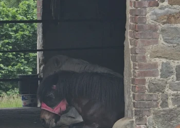 Pony entspannt im schattigen Stallbereich der Tierpension Extertal