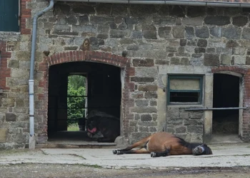 Pferde genießen Ruhe und Sicherheit auf dem Gelände der Tierpension Extertal