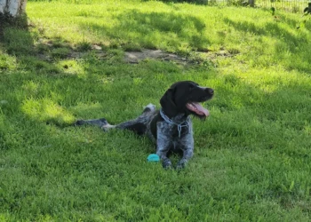 Hund entspannt auf einer großen Grünfläche der Hundepension Extertal