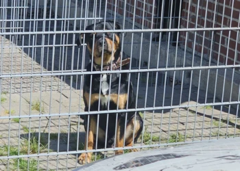Sicher eingezäunter Hundeauslauf in der Tierpension Extertal