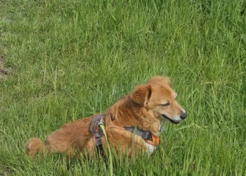 Gast-Hund genießt die weitläufigen Wiesen der Hundepension Extertal