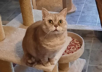 Katze in der Katzenpension Extertal auf einem Kratzbaum