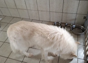 Großer weißer Hund steht in einem gefliesten Betreuungsbereich der Tierpension