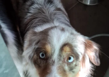Australian Shepherd mit blauen Augen blickt aufmerksam in die Kamera