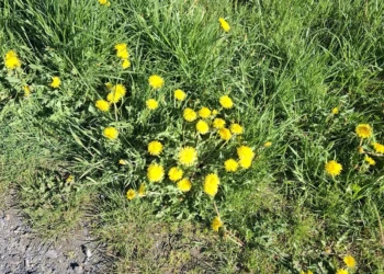 Blühende Löwenzahnpflanzen am Rand eines Spazierwegs auf dem Land