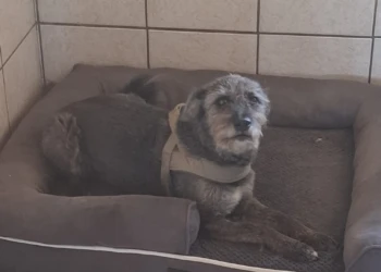 Kleiner schwarzer Hund entspannt sich in einem Hundebett im Innenbereich der Tierpension