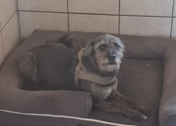 Kleiner schwarzer Hund entspannt sich in einem Hundebett im Innenbereich der Tierpension