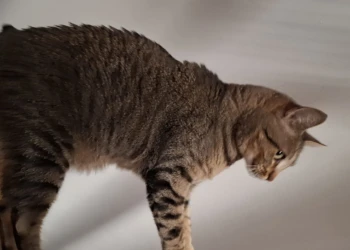 Getigerte Katze bewegt sich aufmerksam durch einen Innenraum