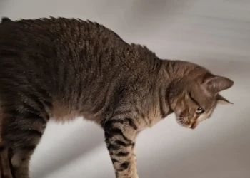 Getigerte Katze bewegt sich aufmerksam durch einen Innenraum