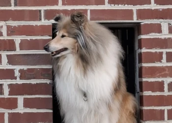 Langhaariger Shetland Sheepdog sitzt vor einer Backsteinwand auf dem Hof