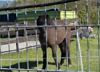 Kleines dunkles Pony steht auf einer eingezäunten Weide der Tierpension